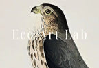 Vintage Falcon Perched on Branch Painting. Instant Download Printable Wall Art. Bird Painting. Merlin Falcon Wall Art Prints. Birds Poster – Printable Wall Art