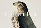 Second included artwork preview from Vintage Falcon Perched on Branch Painting. Instant Download Printable Wall Art. Bird Painting. Merlin Falcon Wall Art Prints. Birds Poster featuring various scenes.