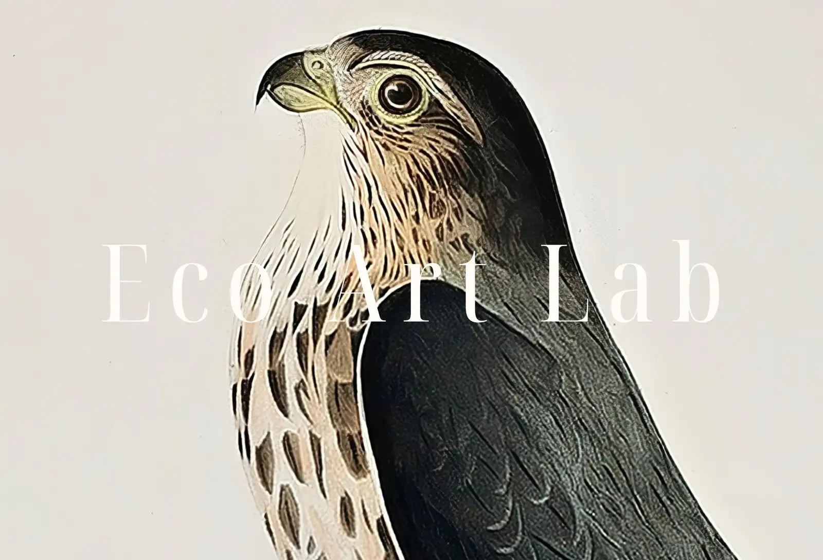 Vintage Falcon Perched on Branch Painting. Instant Download Printable Wall Art. Bird Painting. Merlin Falcon Wall Art Prints. Birds Poster – Printable Wall Art Digital Download – Digital Download