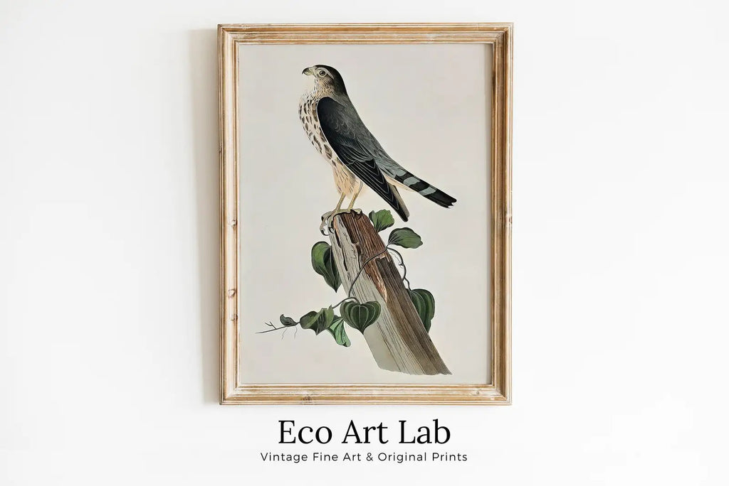Framed view of Vintage Falcon Perched on Branch Painting. Instant Download Printable Wall Art. Bird Painting. Merlin Falcon Wall Art Prints. Birds Poster – printable wall art digital download.