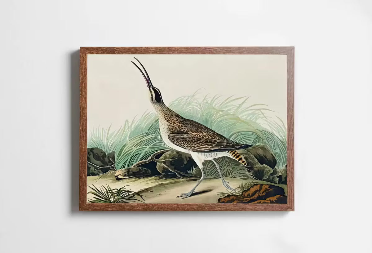 Vintage Hudsonian Curlew Exotic Bird Printable Wall Art. Wildlife Nature Colorful Tropical Decor. Instant Download. Bird Poster Art Print – Printable Wall Art