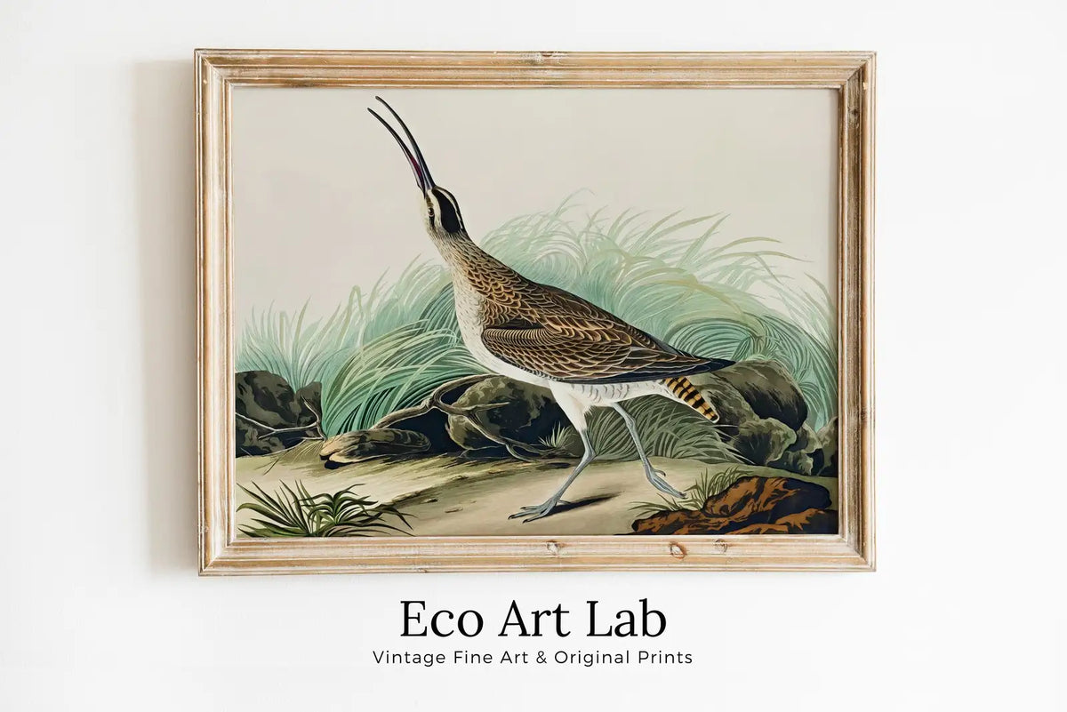 Framed view of Vintage Hudsonian Curlew Exotic Bird Printable Wall Art. Wildlife Nature Colorful Tropical Decor. Instant Download. Bird Poster Art Print – printable wall art digital download.