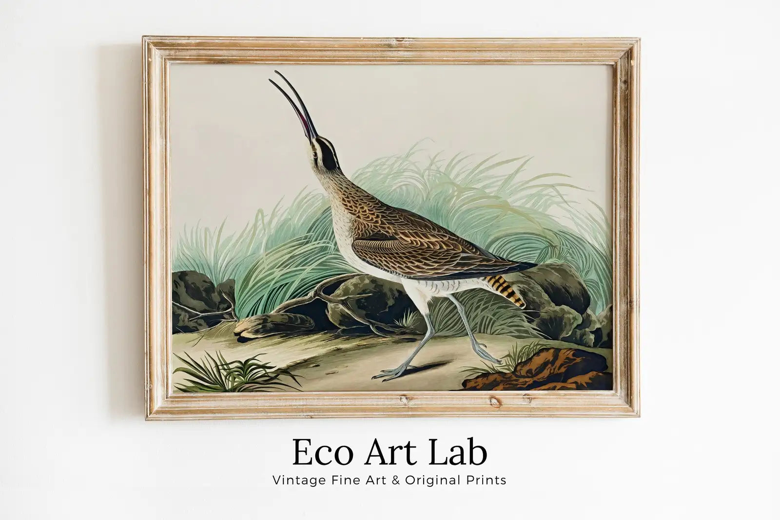Vintage Hudsonian Curlew Exotic Bird Printable Wall Art. Wildlife Nature Colorful Tropical Decor. Instant Download. Bird Poster Art Print – Printable Wall Art Digital Download – Digital Download