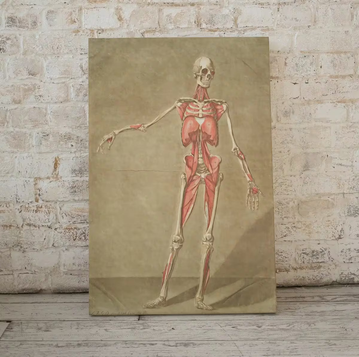 Vintage skeleton anatomical illustration. Instant download 18th century anatomy medical art. Skeleton poster art print. Printable wall art – Printable Wall Art