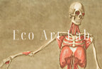 Second included artwork preview from Vintage skeleton anatomical illustration. Instant download 18th century anatomy medical art. Skeleton poster art print. Printable wall art featuring various scenes.