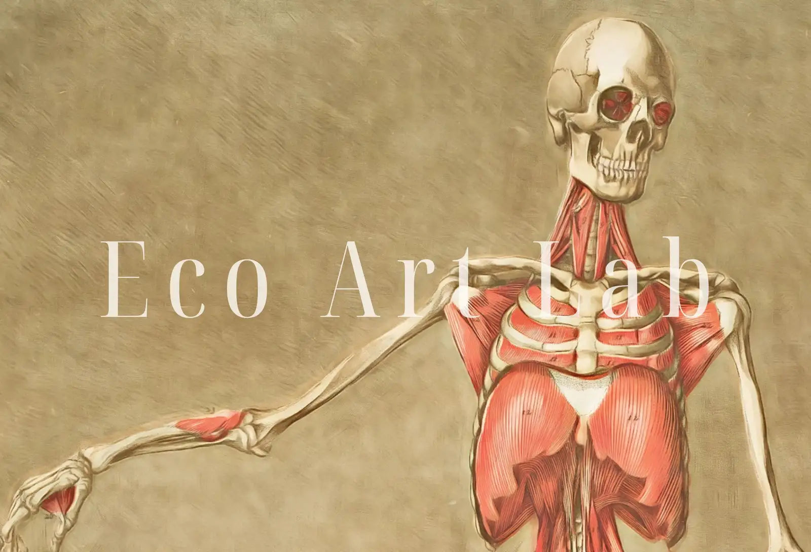 Vintage skeleton anatomical illustration. Instant download 18th century anatomy medical art. Skeleton poster art print. Printable wall art – Printable Wall Art Digital Download – Digital Download