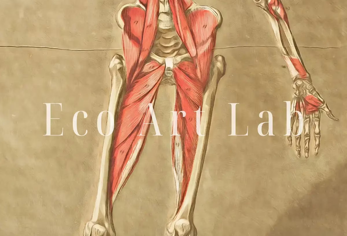 Vintage skeleton anatomical illustration. Instant download 18th century anatomy medical art. Skeleton poster art print. Printable wall art – Printable Wall Art