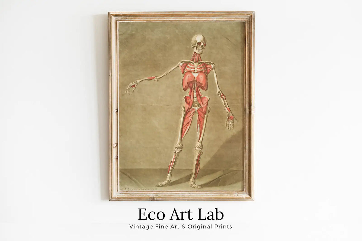 Framed view of Vintage skeleton anatomical illustration. Instant download 18th century anatomy medical art. Skeleton poster art print. Printable wall art – printable wall art digital download.