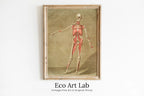 Framed view of Vintage skeleton anatomical illustration. Instant download 18th century anatomy medical art. Skeleton poster art print. Printable wall art – printable wall art digital download.