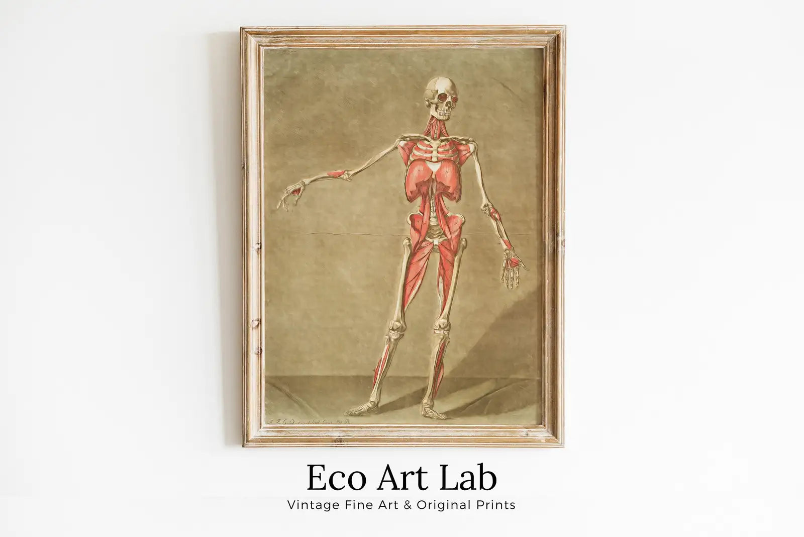 Vintage skeleton anatomical illustration. Instant download 18th century anatomy medical art. Skeleton poster art print. Printable wall art – Printable Wall Art Digital Download – Digital Download