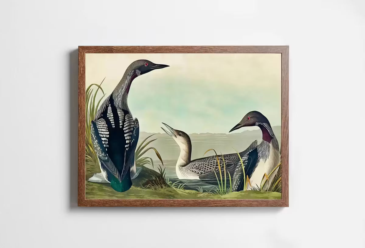 Vintage Tropical Bird Printable Wall Art. Black-Throated Diver Wildlife Nature Colorful Tropical Print. Instant Download. Bird Art Poster – Printable Wall Art