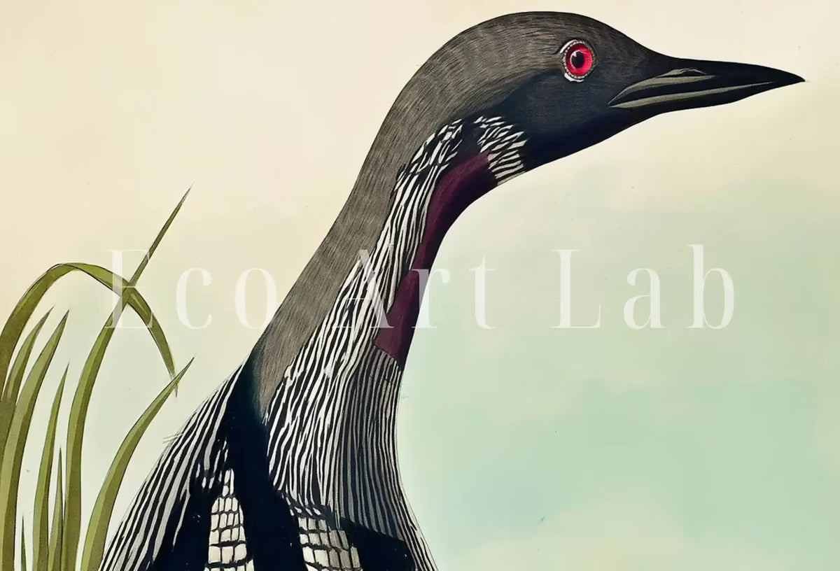 Vintage Tropical Bird Printable Wall Art. Black-Throated Diver Wildlife Nature Colorful Tropical Print. Instant Download. Bird Art Poster – Printable Wall Art