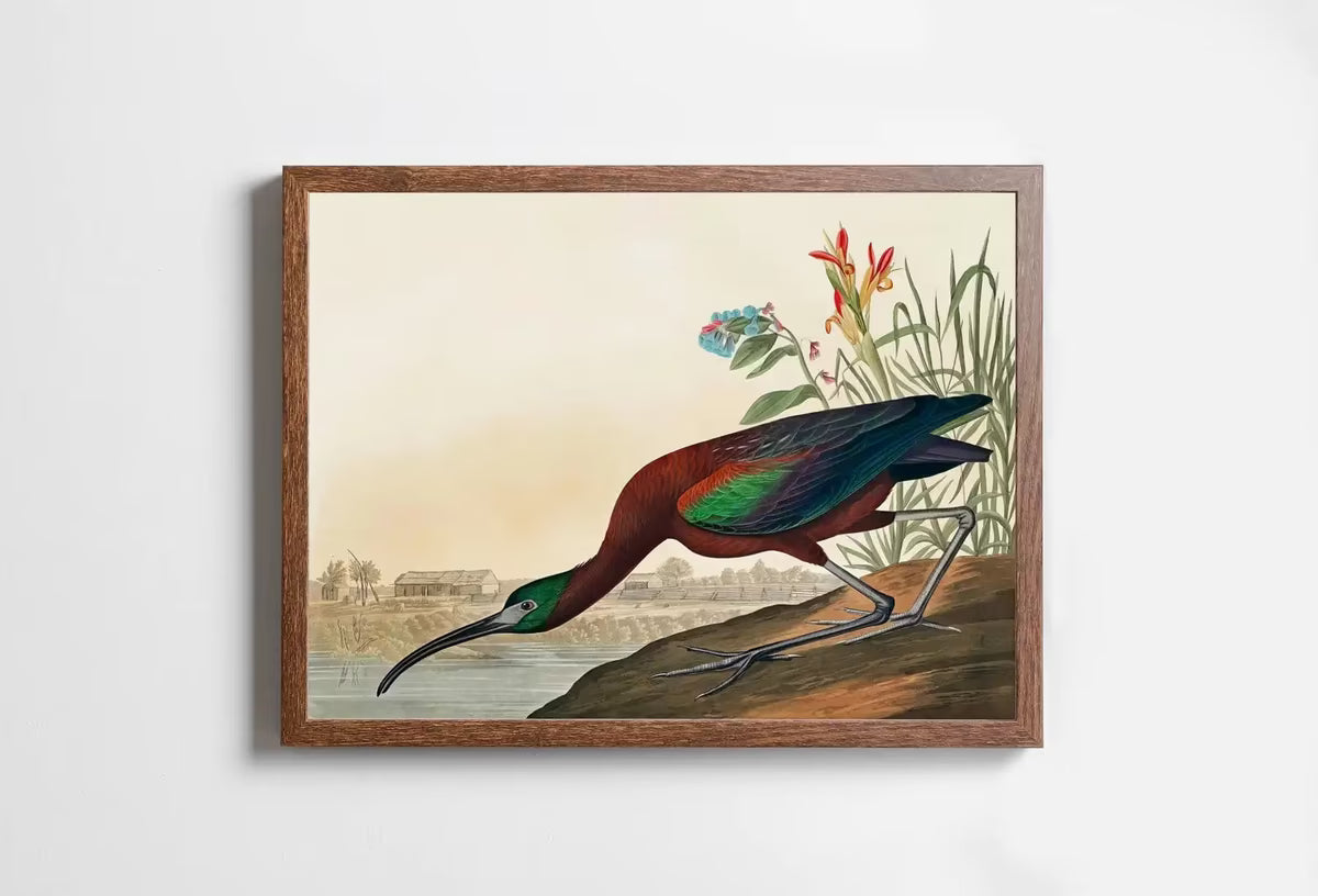Vintage Tropical Bird Printable Wall Art. Glossy Ibis Wildlife Nature Colorful Tropical Decor. Instant Download. Bird Poster Art Print – Printable Wall Art