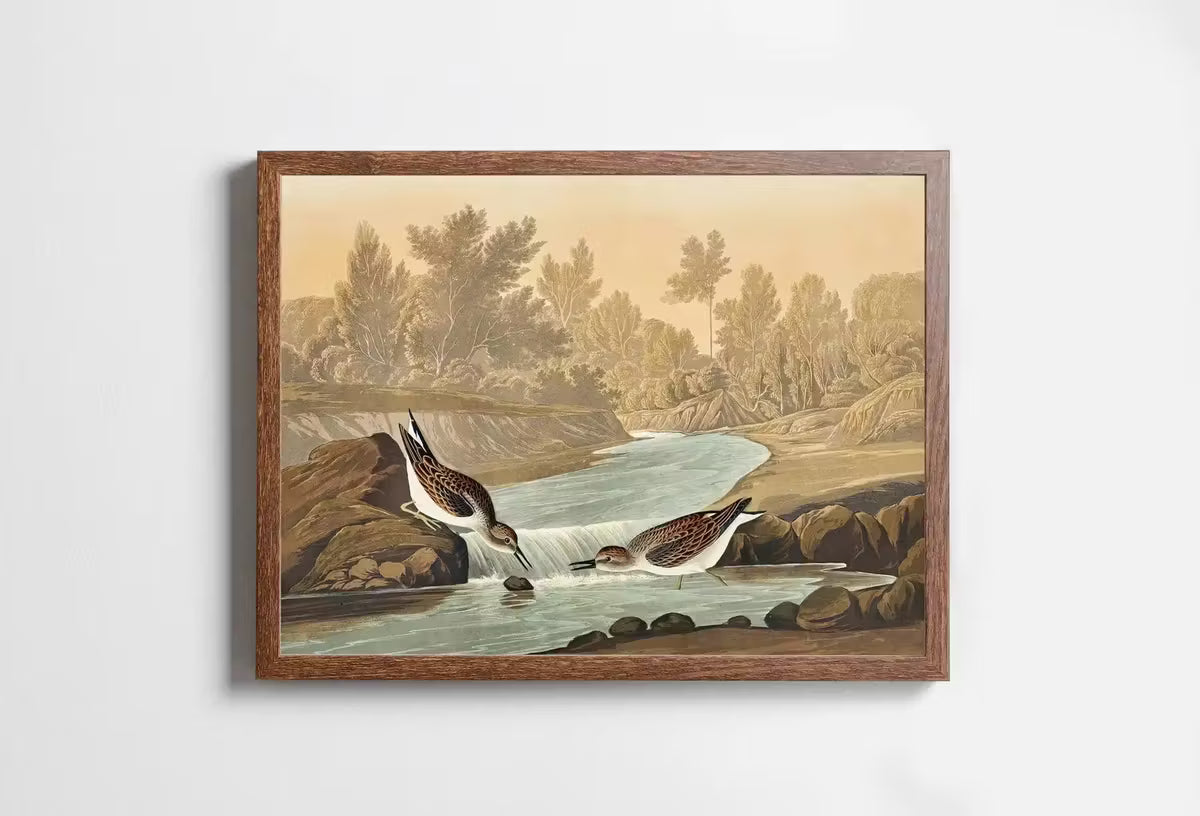 Vintage Tropical Bird Printable Wall Art. Little Sandpiper Wildlife Nature Colorful Tropical Decor. Instant Download. Bird Poster Art Print – Printable Wall Art