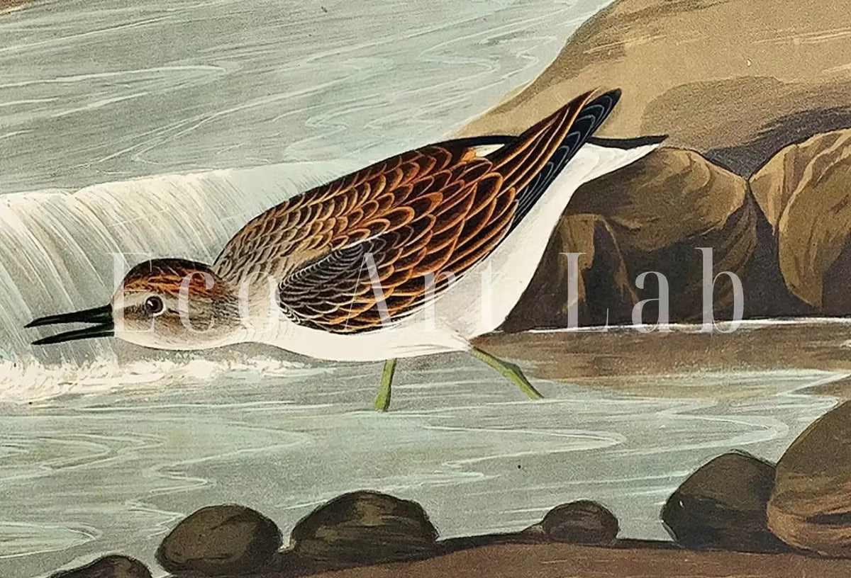 Vintage Tropical Bird Printable Wall Art. Little Sandpiper Wildlife Nature Colorful Tropical Decor. Instant Download. Bird Poster Art Print – Printable Wall Art