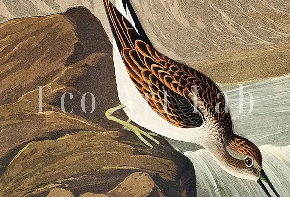 Vintage Tropical Bird Printable Wall Art. Little Sandpiper Wildlife Nature Colorful Tropical Decor. Instant Download. Bird Poster Art Print – Printable Wall Art