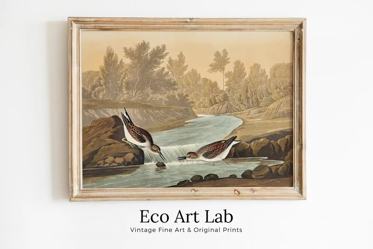 Vintage Tropical Bird Printable Wall Art. Little Sandpiper Wildlife Nature Colorful Tropical Decor. Instant Download. Bird Poster Art Print – Printable Wall Art