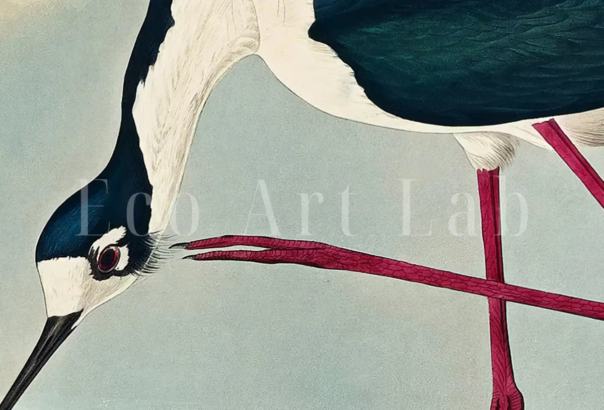 Vintage Tropical Bird Printable Wall Art. Long-legged Avocet Wildlife Nature Colorful Tropical Decor. Instant Download Bird Poster Art Print – Printable Wall Art