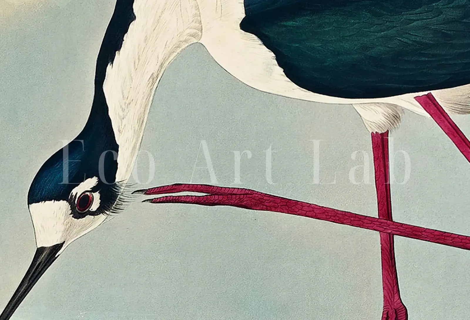 Tableau imprimable d’oiseau tropical vintage. Avocette à longues pattes. Décoration de nature sauvage. Décoration tropicale colorée. Affiche d’oiseau téléchargement instantané.