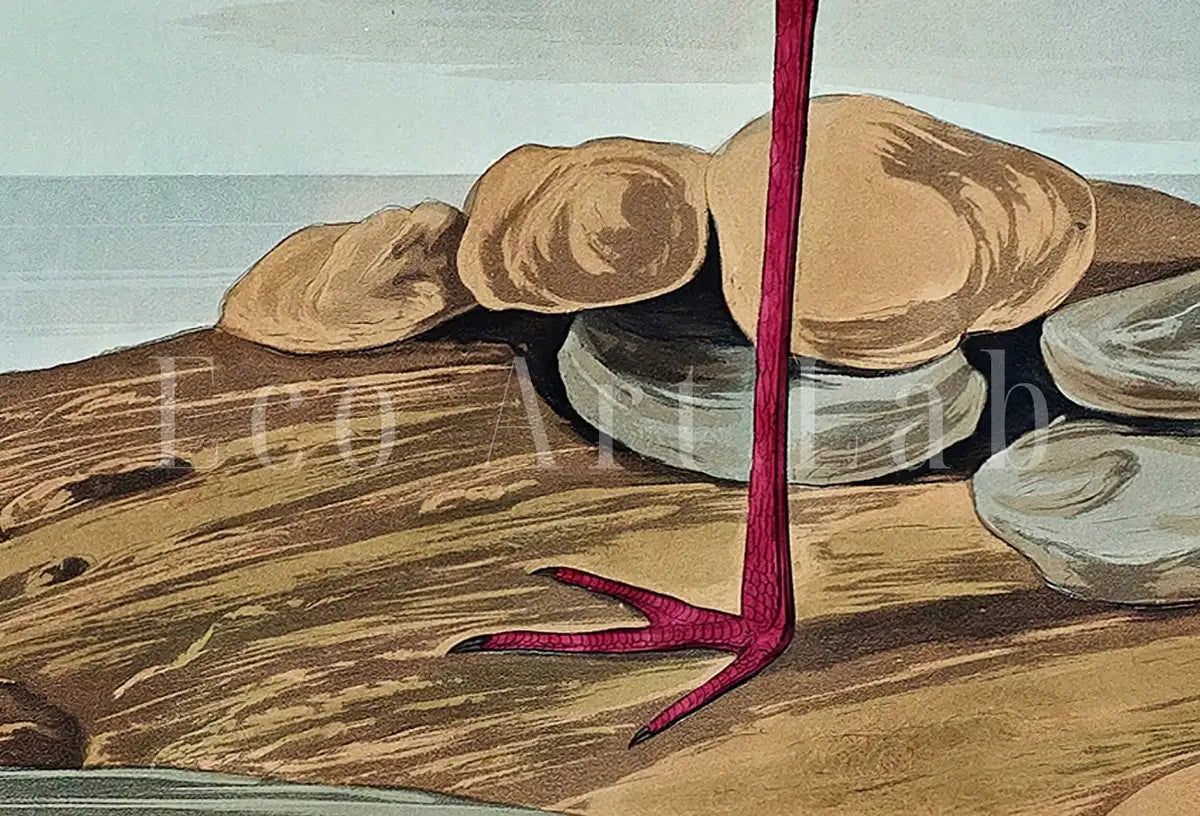 Tableau imprimable d’oiseau tropical vintage. Avocette à longues pattes. Décoration de nature sauvage. Décoration tropicale colorée. Affiche d’oiseau téléchargement instantané.