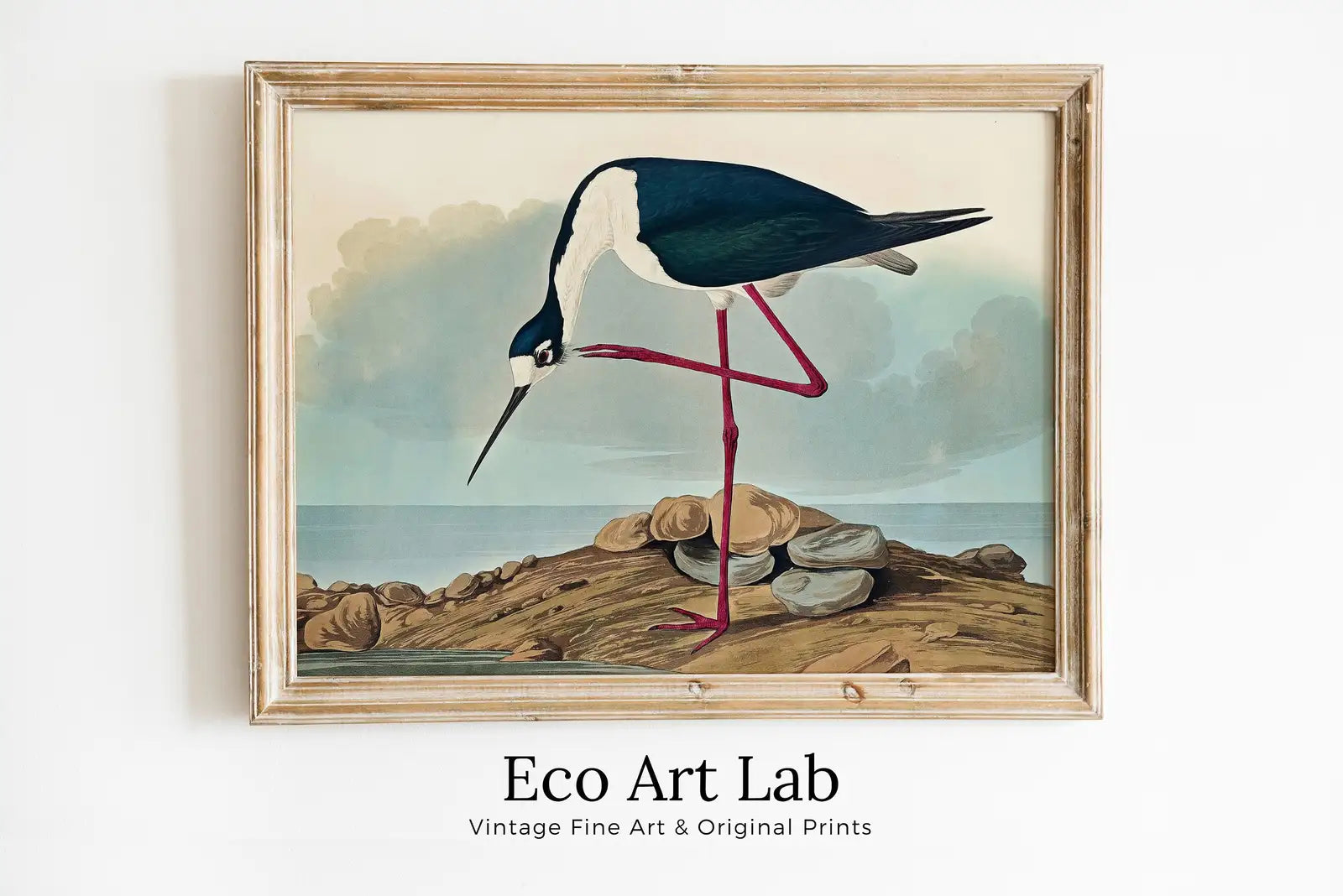 Tableau imprimable d’oiseau tropical vintage. Avocette à longues pattes. Décoration de nature sauvage. Décoration tropicale colorée. Affiche d’oiseau téléchargement instantané.