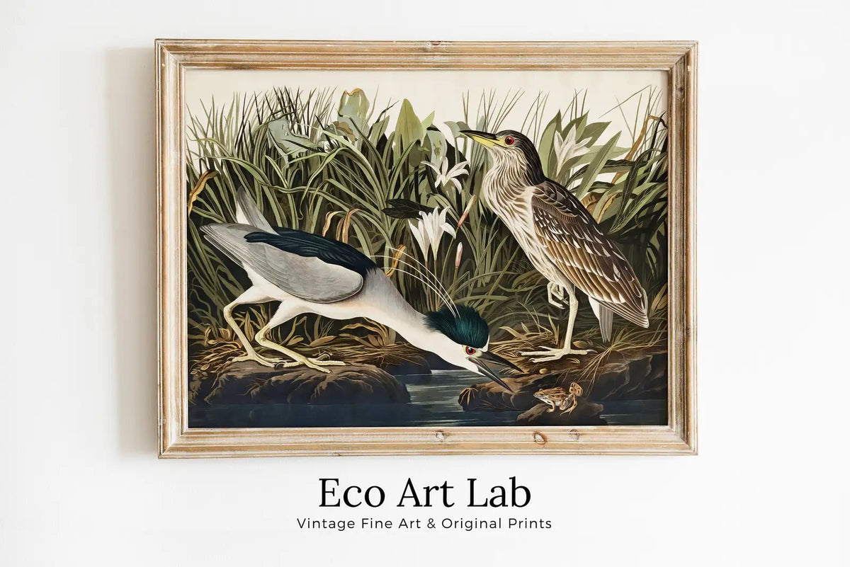 Framed view of Vintage Tropical Bird Printable Wall Art. Night Heron Wildlife Nature Colorful Tropical Decor. Instant Download Bird Poster Art Print – printable wall art digital download.