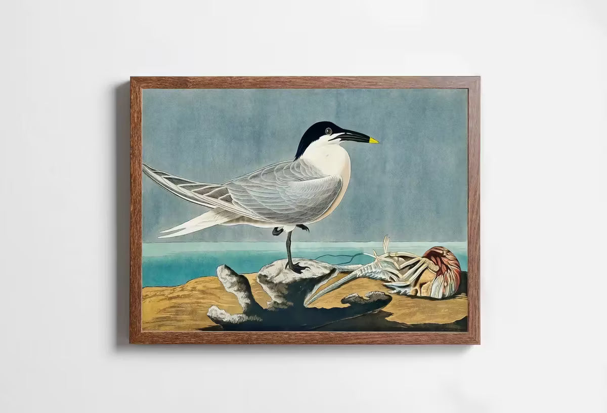 Vintage Tropical Bird Printable Wall Art. Sandwich Tern Bird Wildlife Nature Colorful Tropical Decor. Instant Download Bird Poster Art Print – Printable Wall Art