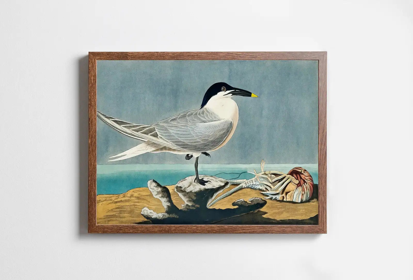 Vintage Tropical Bird Printable Wall Art. Sandwich Tern Bird Wildlife Nature Colorful Tropical Decor. Instant Download Bird Poster Art Print – Printable Wall Art Digital Download – Digital Download