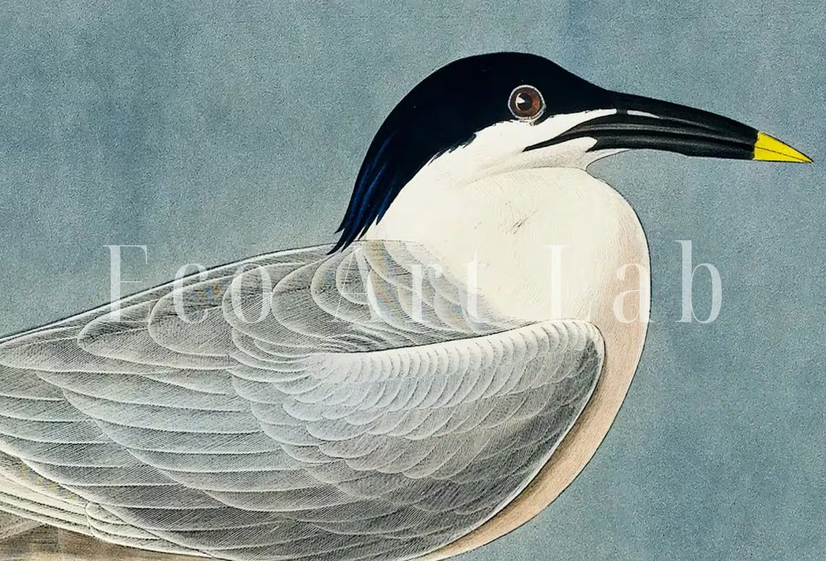 Vintage Tropical Bird Printable Wall Art. Sandwich Tern Bird Wildlife Nature Colorful Tropical Decor. Instant Download Bird Poster Art Print – Printable Wall Art