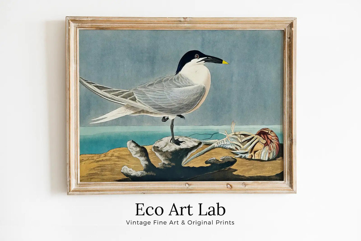 Framed view of Vintage Tropical Bird Printable Wall Art. Sandwich Tern Bird Wildlife Nature Colorful Tropical Decor. Instant Download Bird Poster Art Print – printable wall art digital download.
