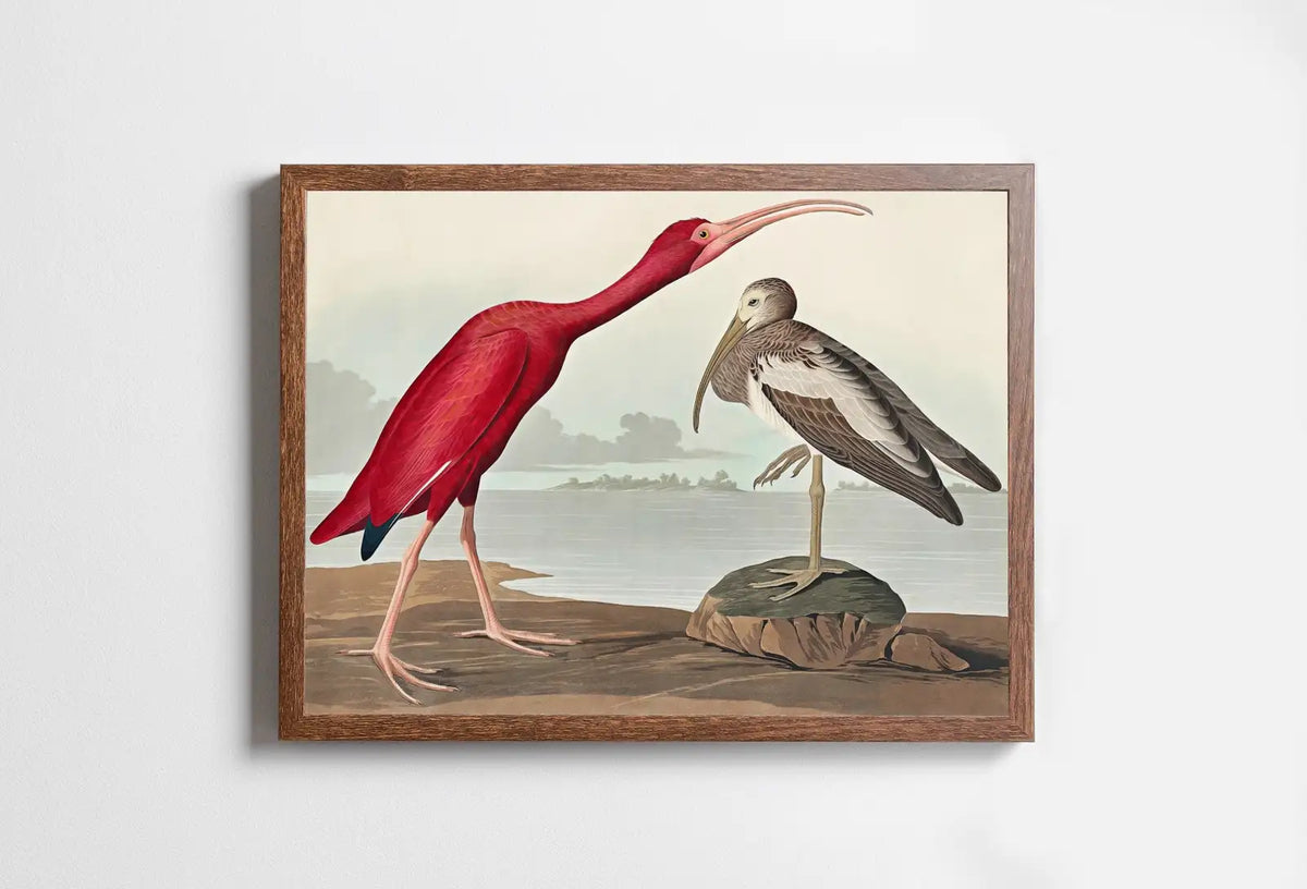 Included artwork preview showing first selection of artworks from Vintage Tropical Bird Printable Wall Art. Scarlet Ibis Wildlife Nature Colorful Tropical Decor. Instant Download. Bird Poster Art Print.