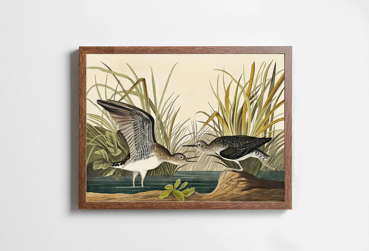 Included artwork preview showing first selection of artworks from Vintage Tropical Bird Printable Wall Art. Solitary Sandpiper Wildlife Nature Colorful Tropical Decor. Instant Download Bird Poster Art Print.