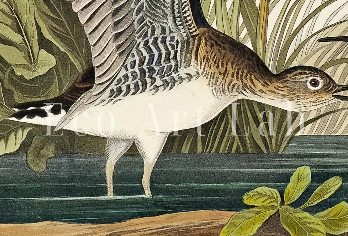 Vintage Tropical Bird Printable Wall Art. Solitary Sandpiper Wildlife Nature Colorful Tropical Decor. Instant Download Bird Poster Art Print – Printable Wall Art