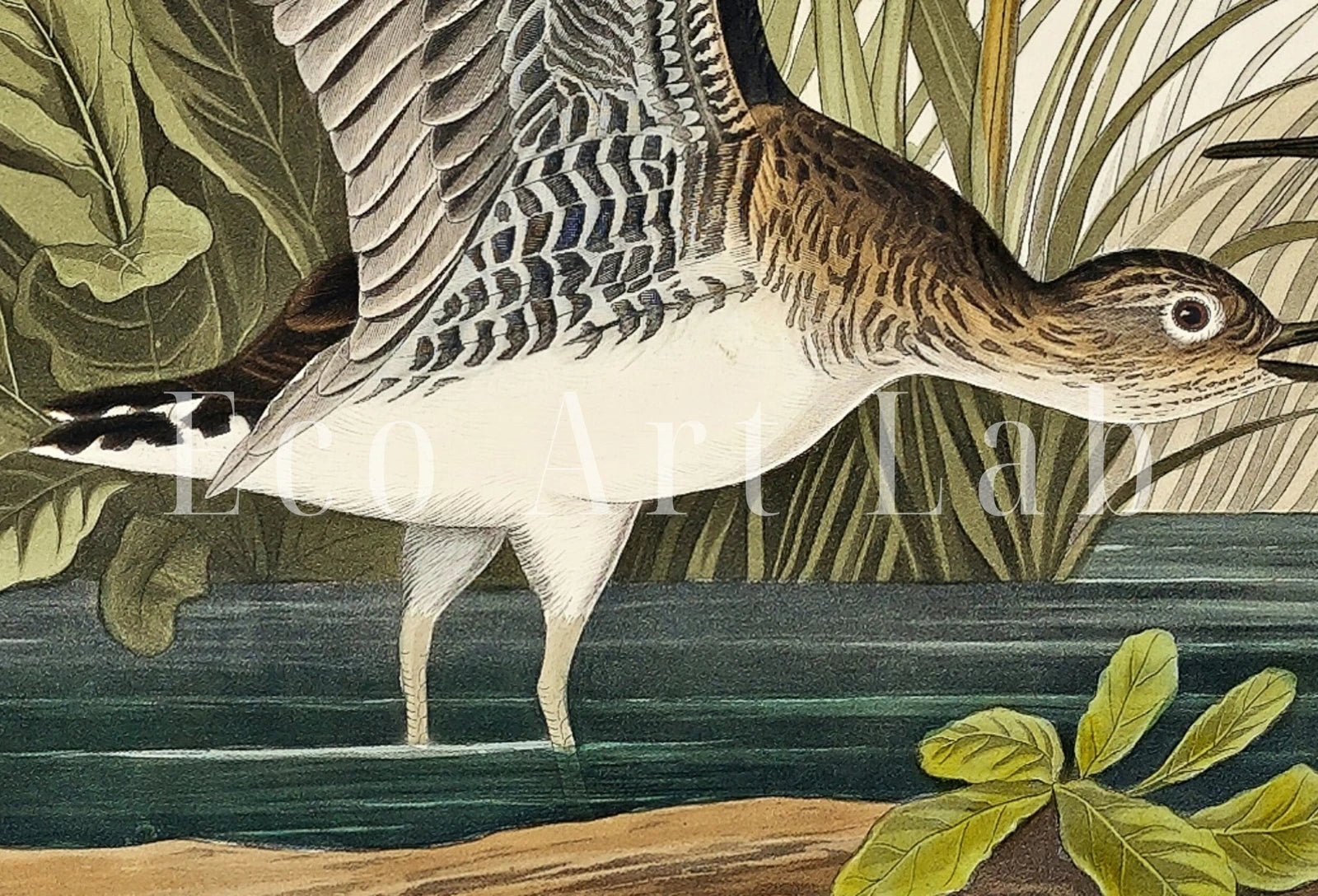 Vintage Tropical Bird Printable Wall Art. Solitary Sandpiper Wildlife Nature Colorful Tropical Decor. Instant Download Bird Poster Art Print – Printable Wall Art Digital Download – Digital Download