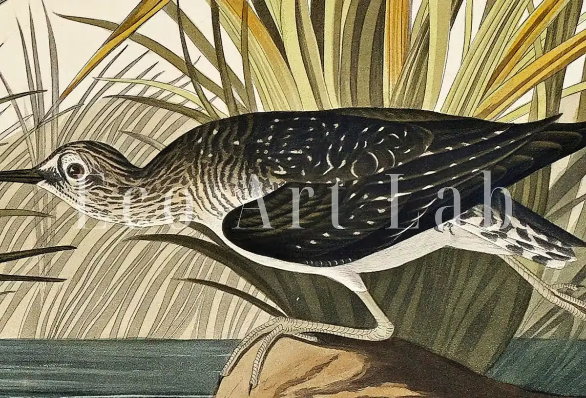 Vintage Tropical Bird Printable Wall Art. Solitary Sandpiper Wildlife Nature Colorful Tropical Decor. Instant Download Bird Poster Art Print – Printable Wall Art