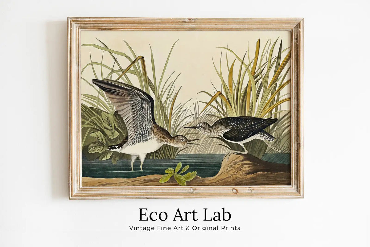 Framed view of Vintage Tropical Bird Printable Wall Art. Solitary Sandpiper Wildlife Nature Colorful Tropical Decor. Instant Download Bird Poster Art Print – printable wall art digital download.