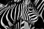 Art mural imprimable noir et blanc - Amour de zèbres. Impression numérique de zèbres en noir et blanc. Téléchargement instantané. Art d’animaux sauvages.