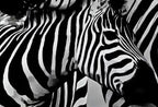 Zebra Love Black and White Printable Wall Art. Zebra Digital Print Black and White Art Downloadable Art. Safari Animals Print – Printable Wall Art