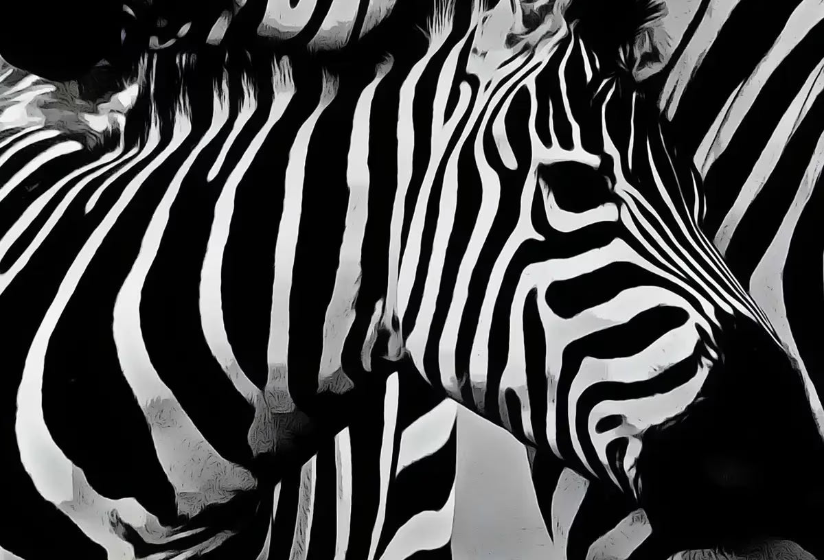 Zebra Love Black and White Printable Wall Art. Zebra Digital Print Black and White Art Downloadable Art. Safari Animals Print – Printable Wall Art